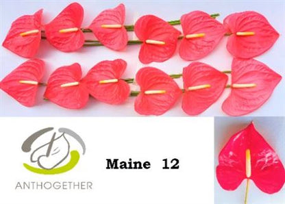 Anthurium Maine