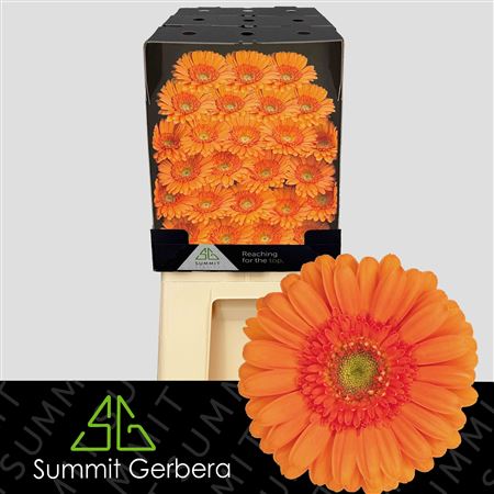 FeedSync:wholesale:012f405c33f0b026a96e7c133ee29c1aa093e285
