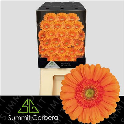 FeedSync:wholesale:012f405c33f0b026a96e7c133ee29c1aa093e285