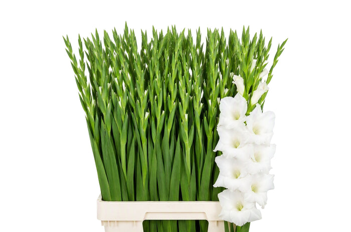 Gladiolus Nova Zembla