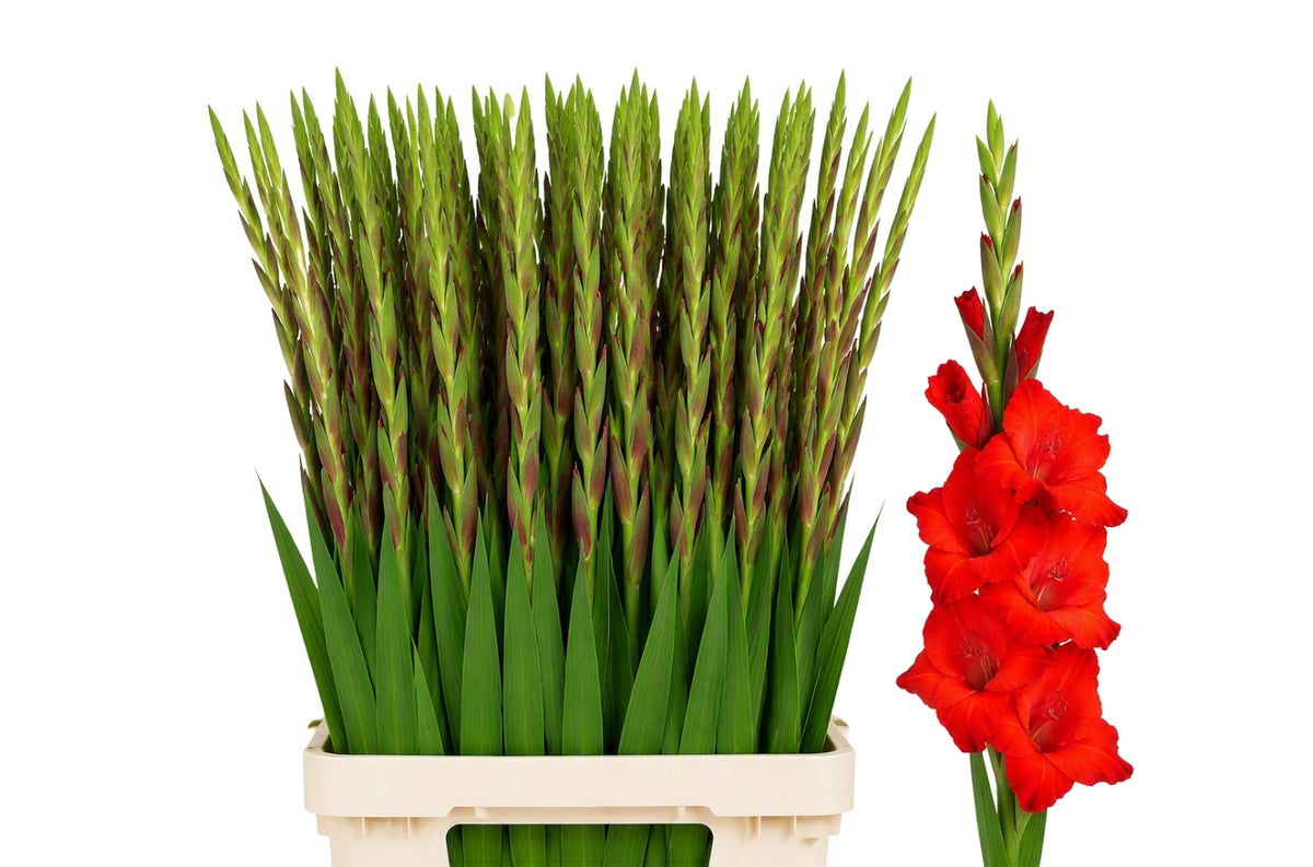 FeedSync:wholesale:836639e92d1d1d96110e2e04836c20e066470818
