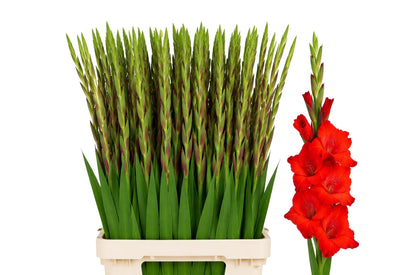 FeedSync:wholesale:836639e92d1d1d96110e2e04836c20e066470818
