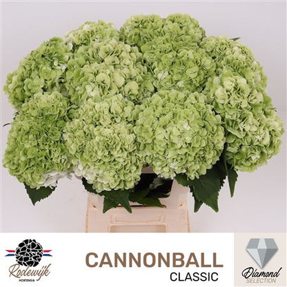 Hydrangea - Cannonball - Green