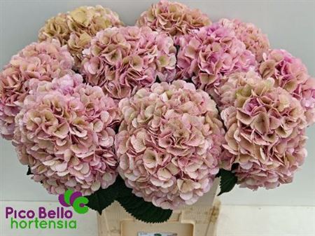 Hydrangea - Vienna (Classic)