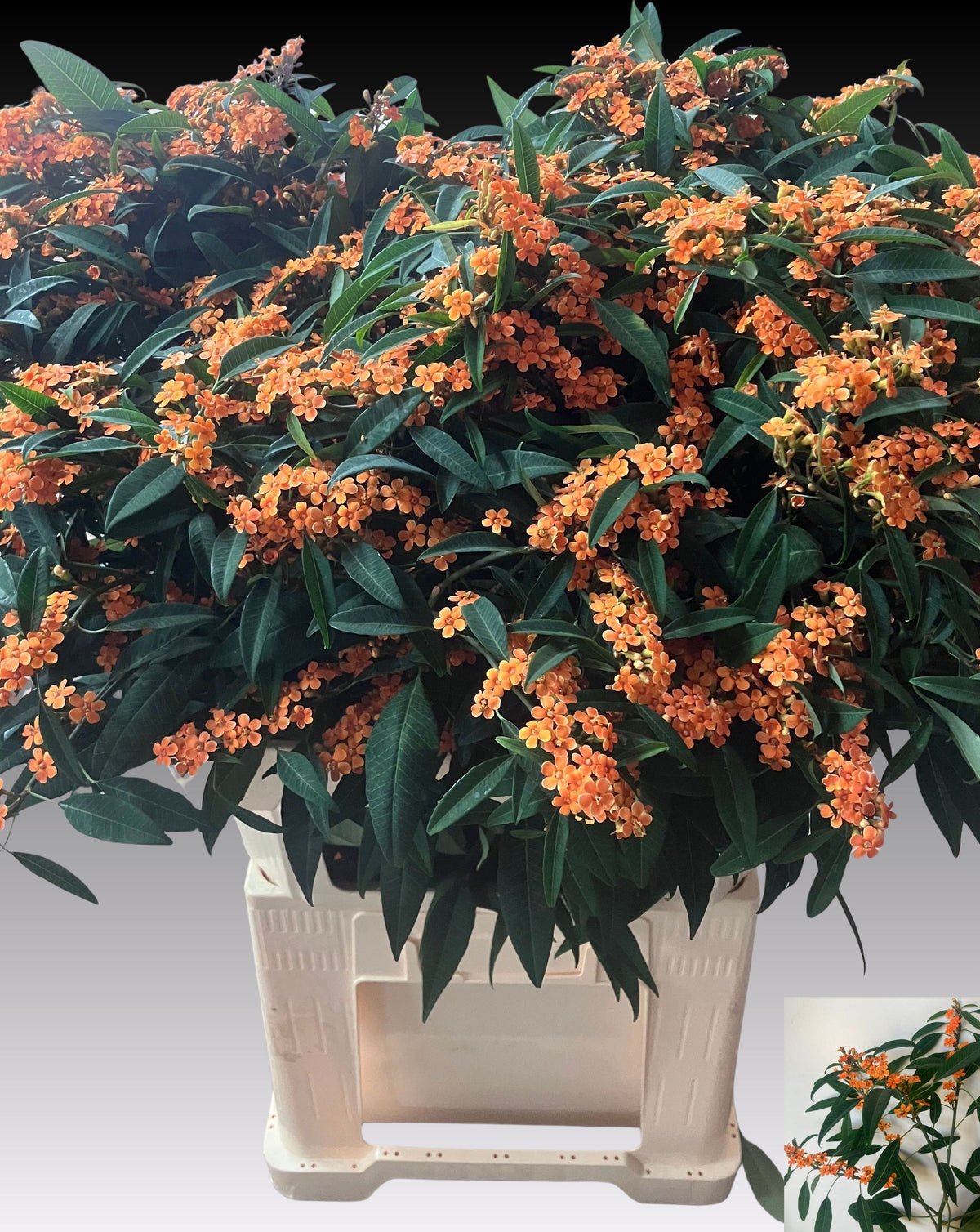 FeedSync:wholesale:7bd24492cc526db340e5ee9c3aa22670506f8818