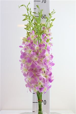FeedSync:wholesale:cf37fbe94655700b60455fade5ee04661c8c687b