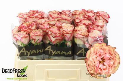 FeedSync:wholesale:05d0c171c269998e90dfbb0e4c71b52f95357853
