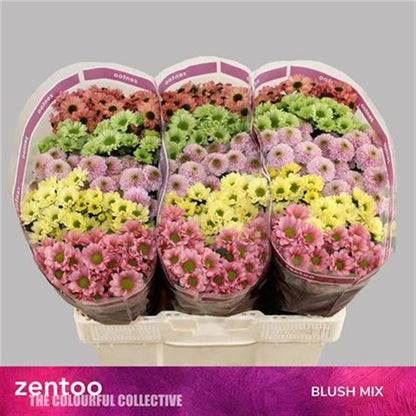Spray Chrysanthemum - Chrysanthemum - Tros Santini Gemengd