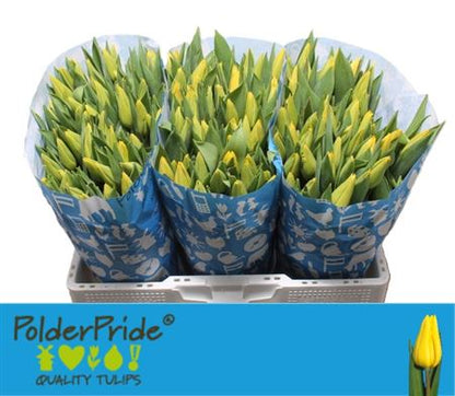 Tulip - Tulipa - Strong Gold