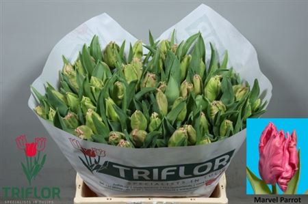 Parrot Tulip - Tulipa - Marvel Parrot