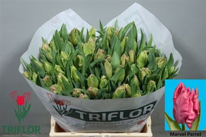 Parrot Tulip - Tulipa - Marvel Parrot
