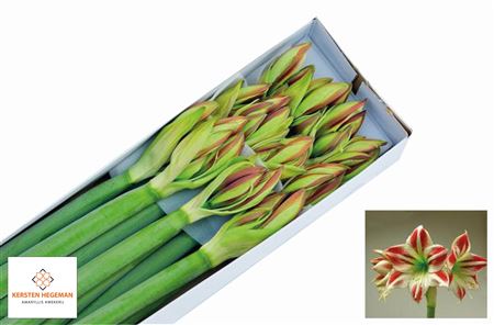FeedSync:wholesale:148d8a8f981144dcf31e29a90a83ed294500f164