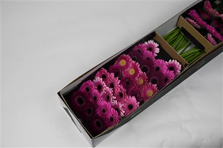 FeedSync:wholesale:4e2b1677abc6027e5637956f95beb3f0e67c6718