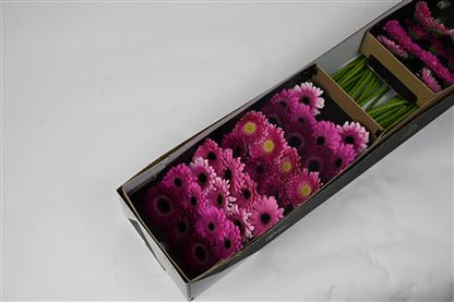 FeedSync:wholesale:4e2b1677abc6027e5637956f95beb3f0e67c6718