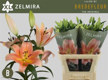 Lily - Lilium - Zelmira
