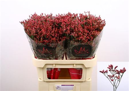 FeedSync:wholesale:060bad9a4f79f386d1a60e64b353848692c79a98