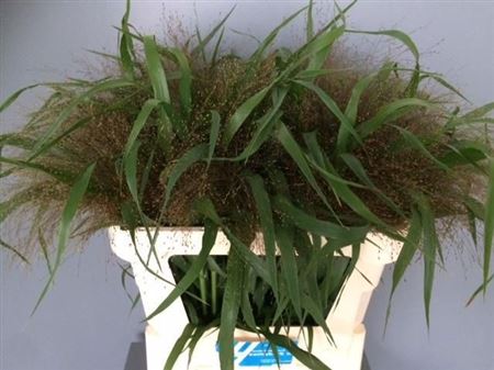 FeedSync:wholesale:db56a5bae4615075d8dba09b19a09330dd2b6972