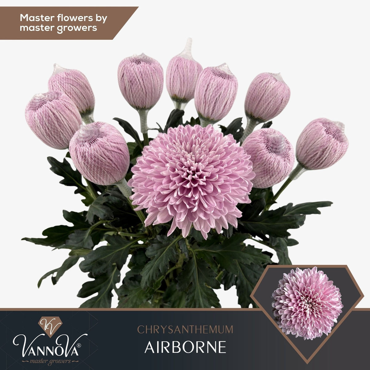 Disbudded Chrysanthemum - Chrysanthemum - Airborne