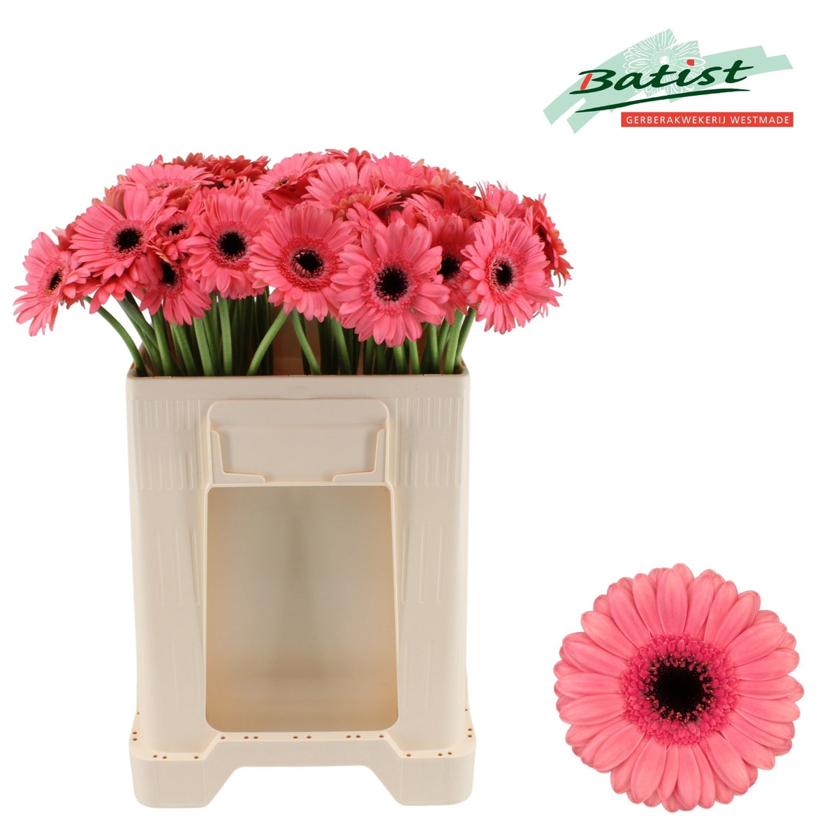 Pink Germini ‘Vidal’ – 50cm Stems
