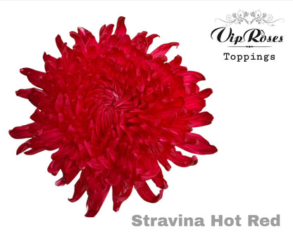 Chrysanthemum - Chrysanthemum - Stravina H%