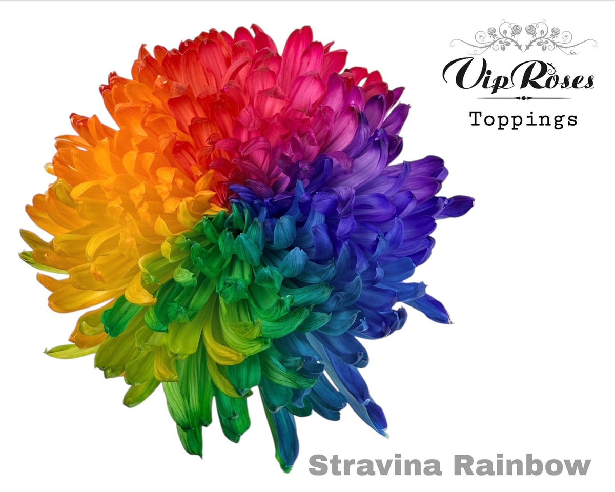 Chrysanthemum - Chrysanthemum (Indicum Grp) - Stravina H%