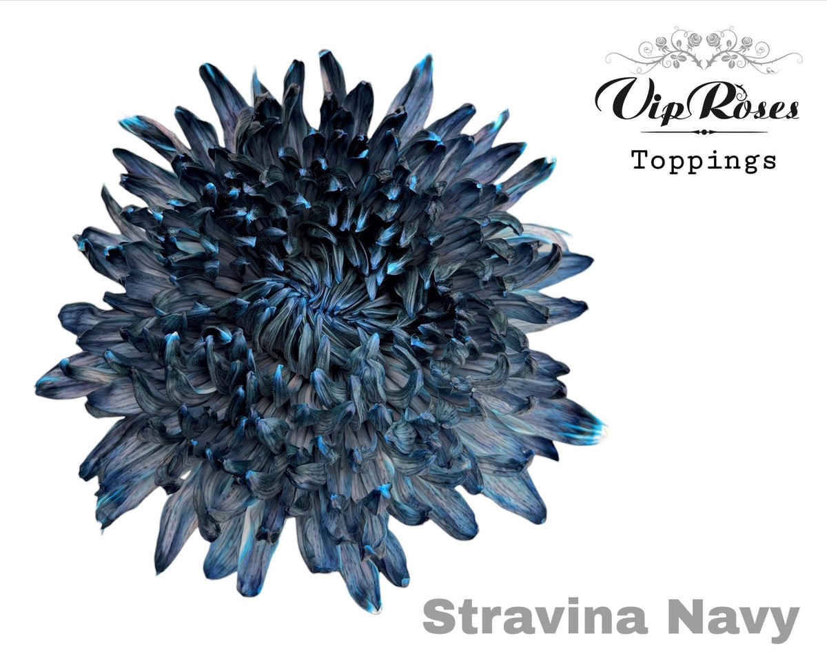Disbud Chrysanthemum - Chrysanthemum - Stravina H%