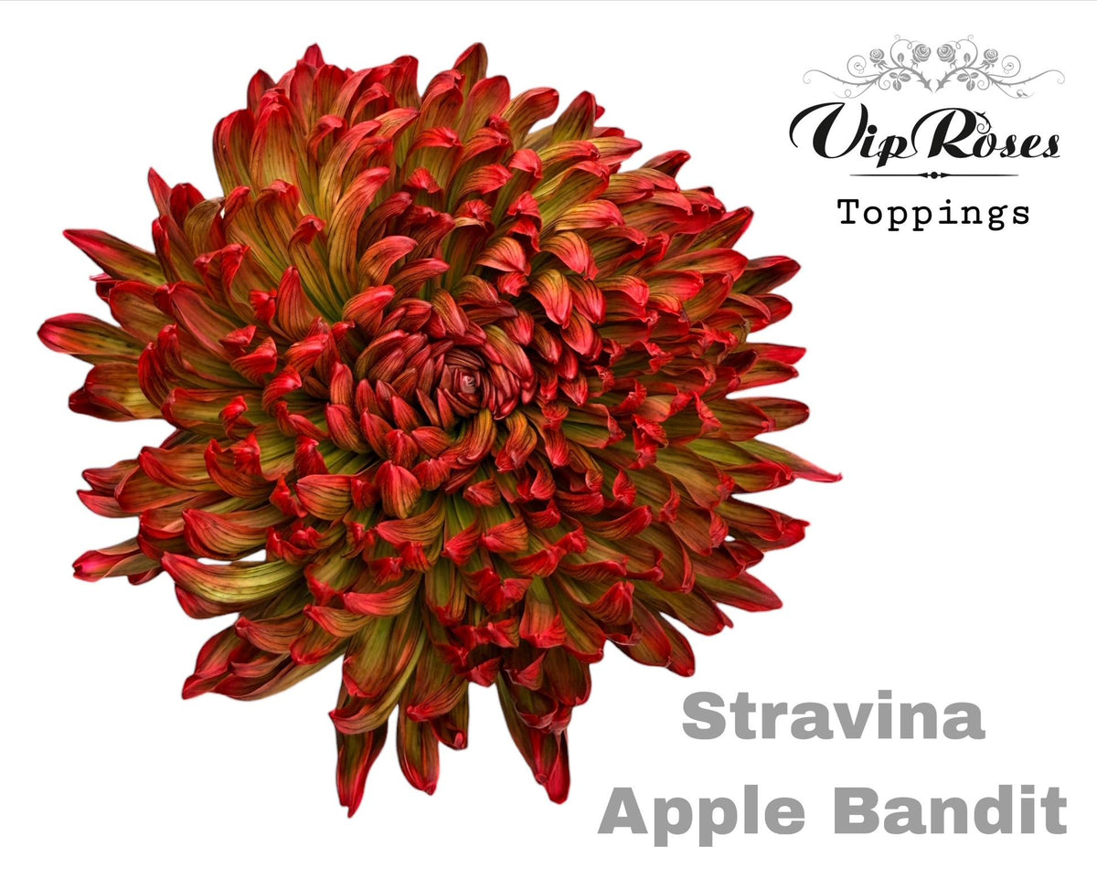 Disbudded Chrysanthemum - Chrysanthemum - Stravina