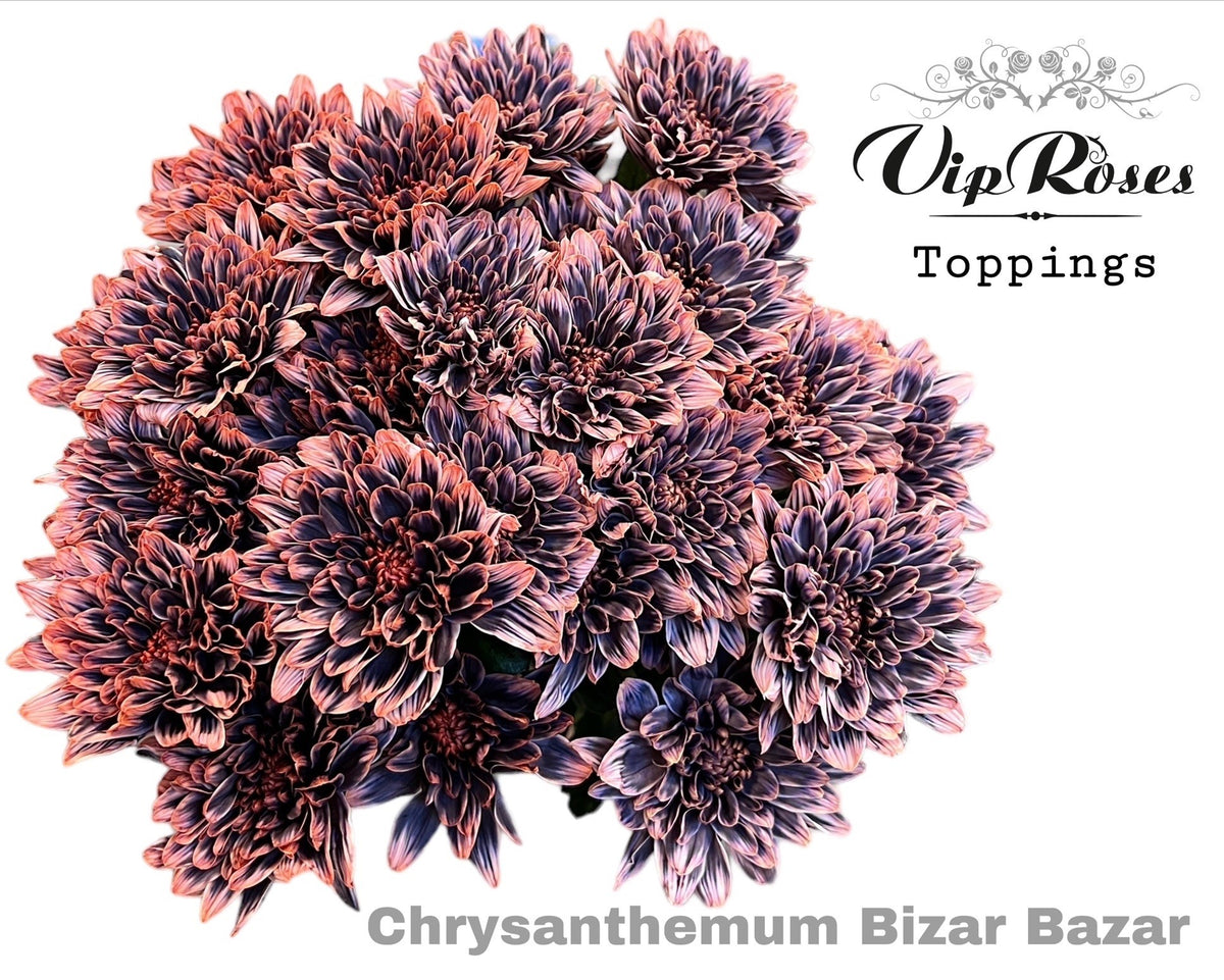 Spray Chrysanthemum - Chrysanthemum (Indicum Grp) - Bizar Bazar