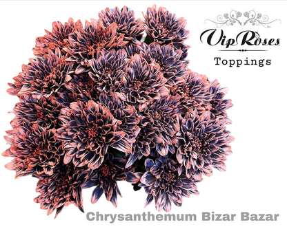Spray Chrysanthemum - Chrysanthemum (Indicum Grp) - Bizar Bazar