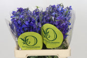 Delphinium - Delphinium - Völkerfrieden