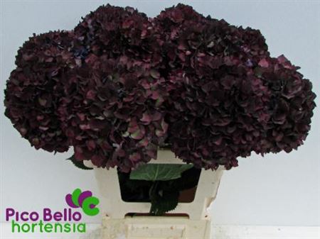 Hydrangea Classic Magical Ruby Dark Purple