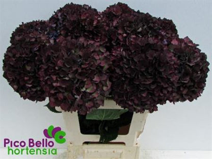 Hydrangea Classic Magical Ruby Dark Purple