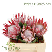 Protea - Protea cynaroides - Mini