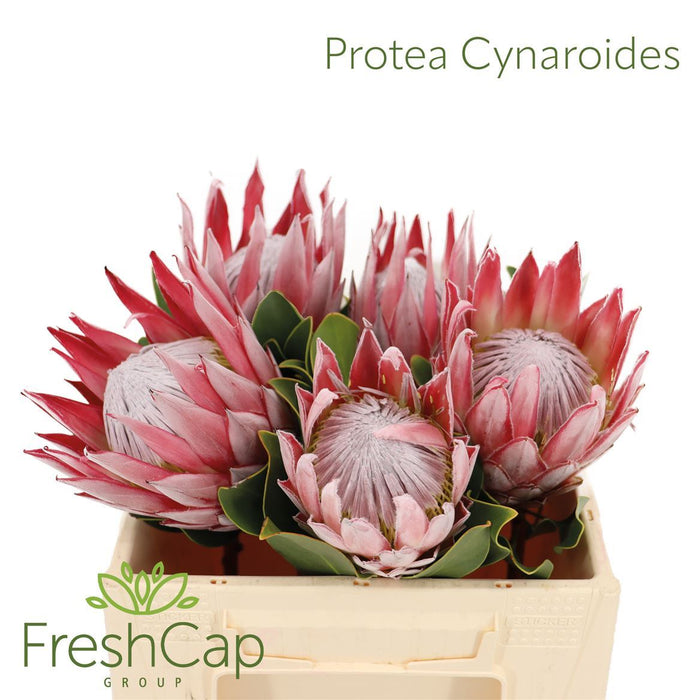 Protea - Protea cynaroides - Mini