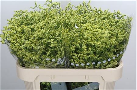 FeedSync:wholesale:1d263b762e6e0dc4abec3c226f53cc6bc5bacdb4