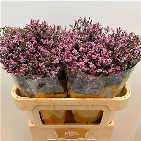 Limonium sinense - Hildiaanouch