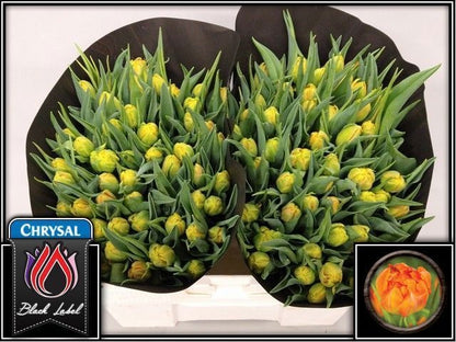 FeedSync:wholesale:5292a8ebf26b17368c46d69c3d5c672f079d36d0