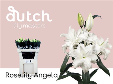 Double Lily - Lilium - Roselily Angela
