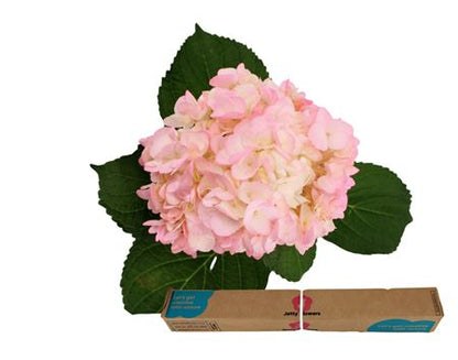 Hydrangea - Pink