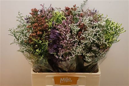 Limonium Sin Diamond Mix