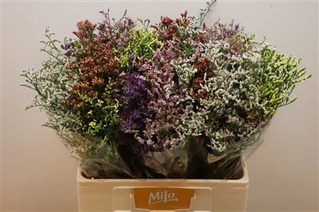 Limonium Sin Diamond Mix