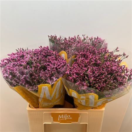 Limonium - Limonium sinense - Hildiatiff