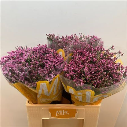 FeedSync:wholesale:ac77c9f8ee03398b5bf13707ae9551eb28b6d12e