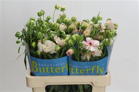 FeedSync:wholesale:f048368ca416fa43056180c1b2ee4c7c1cecc592