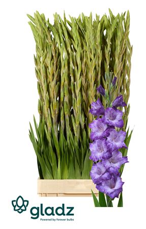 Gladiolus Milka