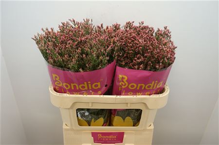 Limonium - Limonium sinense - Hildiamaxi