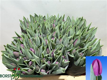 Single Tulip - Tulipa - Bullit