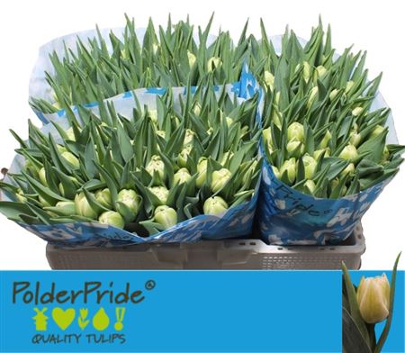 Tulip Avant Garde (50 Stems)