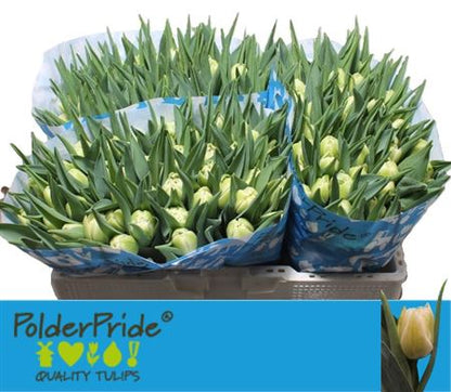 Tulip Avant Garde (50 Stems)