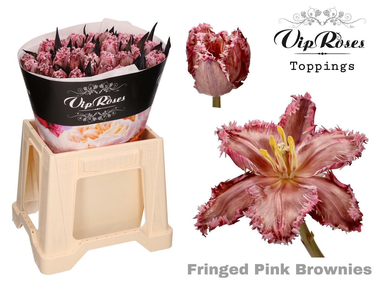 Tulip Fringed Dyed Pink Brownies